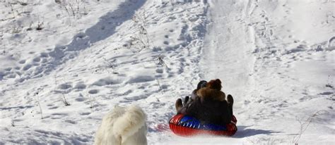 Moscow Dog Sledding Tour In Russian Nature Tsar Visit Visit