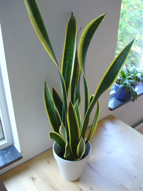 The 11 best indoor plants to purify the air in your home. Top 10 Air Purifying Indoor House Plants - Natural and ...