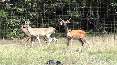 Page Whitetails Deer Breeding 03 Youtube