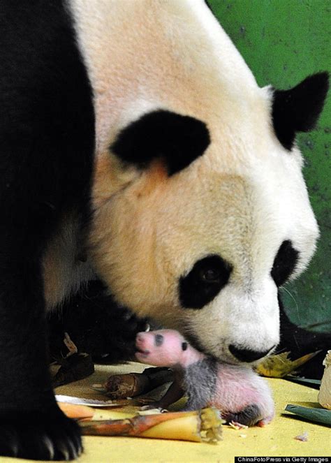 Worlds Only Surviving Panda Triplets Turn 100 Days Old Huffpost