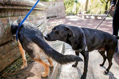 Learning From Dogs As They Sniff Out Their World The New York Times