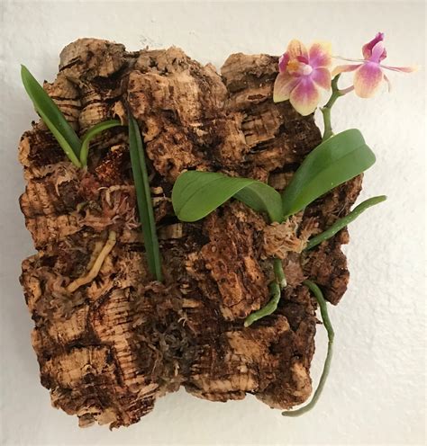 Mounted Bark Orchid Arrangement 3 Live Assorted Plants On Etsy