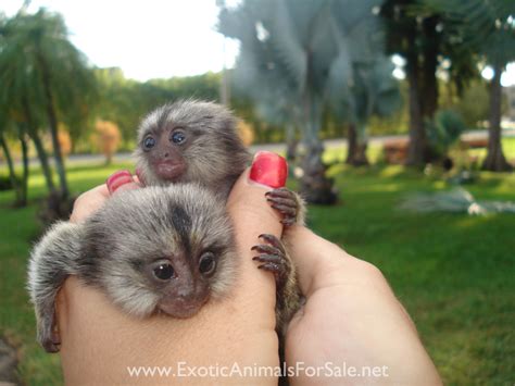 Pocket Monkey Available Baby Marmoset Financing Available Delivery