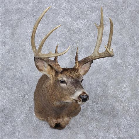 Whitetail Deer Mount For Sale 12518 The Taxidermy Store
