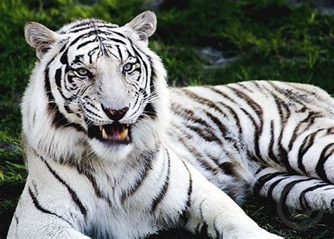 Facts About White Tigers
