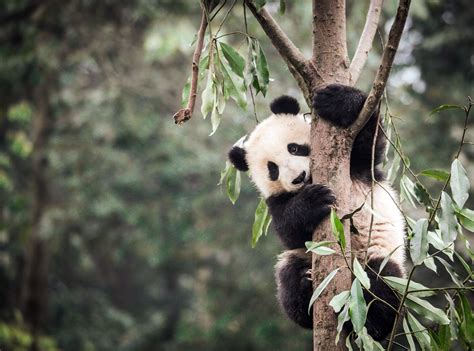 Protecting Pandas Shields Other Species In China