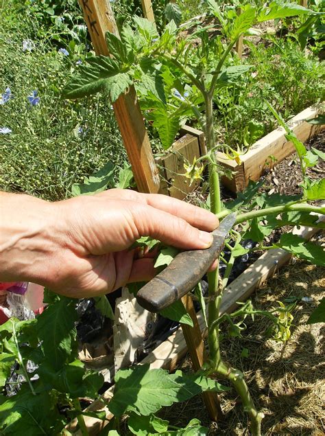 The Rusted Vegetable Garden Plants Tomato Plants Tomato Garden