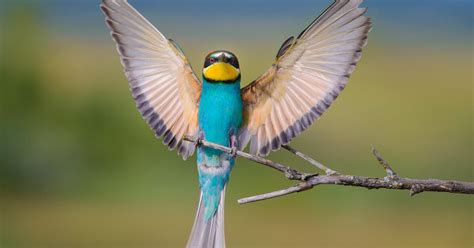 Why Do Birds Open Their Wings 5 Key Reasons Sunning Bird Fact