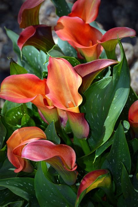How To Grow Calla Lily Plant Growing Calla Lily In Pots
