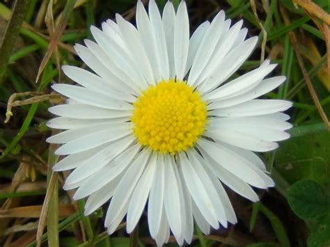 Common Daisy Bruisewort Bellis Perenis