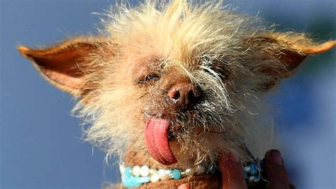 Ugly Dog Wallpaper 58 Pictures