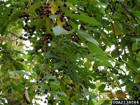 Black Cherry Prunus Serotina