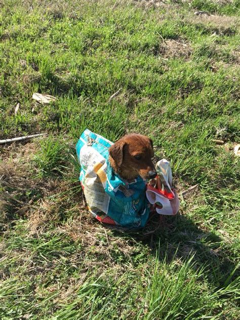 Paar Findet Einen Ausgesetzten Hund Am Straßenrand Gestopft In Einen