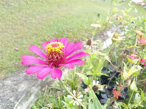 Bunga Zinia Pink 52 Bunga Cantik Is Beautiful Flower Opensea