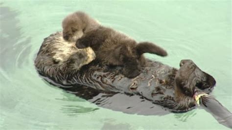 You ‘otter Get A Look At This Cute Baby Otter Nbc News