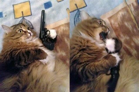 Gun To Mouth Cat Blank Template Imgflip