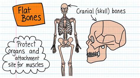 Bone Shapes Drawn And Defined Youtube