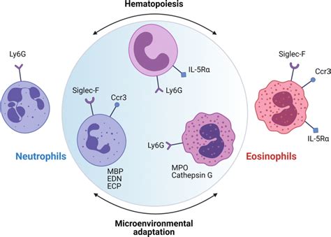 Aside From Terminally Differentiated Mature Eosinophils And Neutrophils