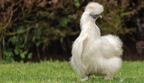 Poultry Profile Get To Know The Silkie Chicken Breed Hobby Farms
