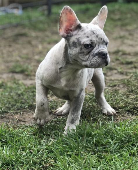Find a lilac french bulldog on gumtree, the #1 site for dogs & puppies for sale classifieds ads in the uk. Merlin - Lilac Tan Sired Merle French Bulldog Puppy ...