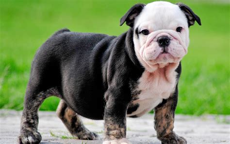 Download Wallpapers English Bulldog Dog Puppies Cute Animals Lawn