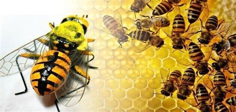 معلومات عن النحله