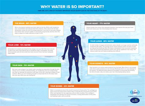 Why Water Is So Important? | Eden Springs