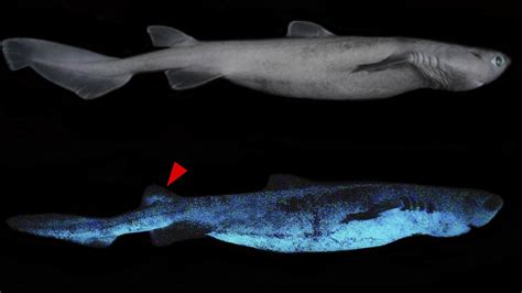 Giant Glow In The Dark Shark Discovered Off New Zealand Coast