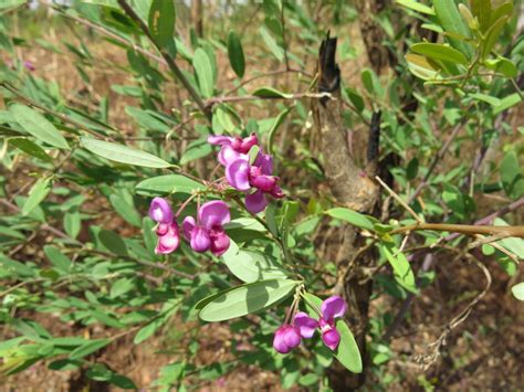 African Plants A Photo Guide Securidaca Longipedunculata Fresen