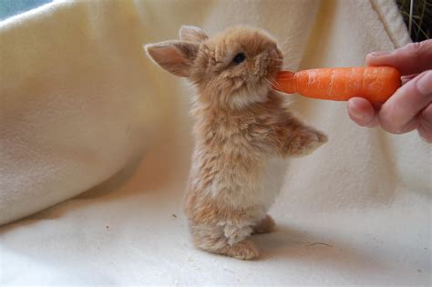 Real Emergency Puppy On Twitter Tiny Bunny Enjoying A Carrot
