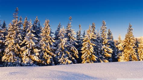 Download Spruce Trees Covered In Snow Wallpaper 1920x1080