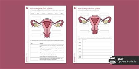 Female Reproductive System Worksheet Beyond Secondary