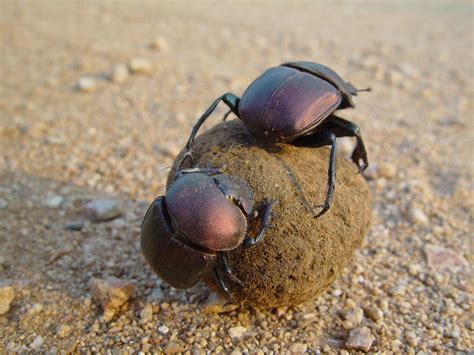 Discovering The Fascinating World Of Dung Beetles Africa Geographic