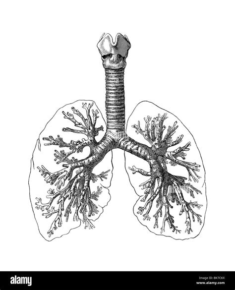 Lung Anatomy Drawing