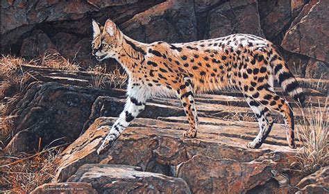 Serval Original Johan Hoekstra Wildlife Art