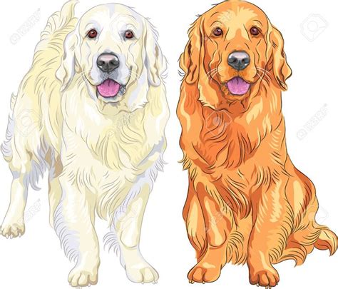 Golden Retrievers Cliparts Stock Vector And Royalty Free Golden
