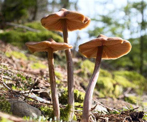 Spring Mushrooms In The Forest Stock Photo Image Of Pines Springtime