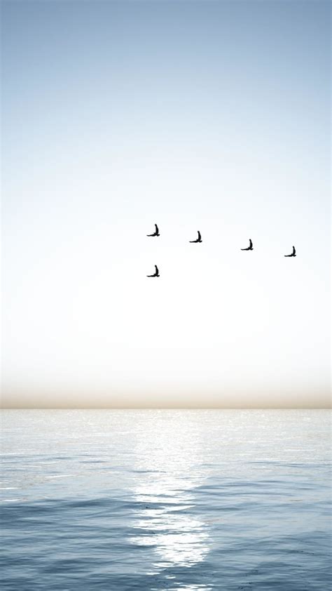 Seabirds In The Blue Sky Wallpaper Backiee