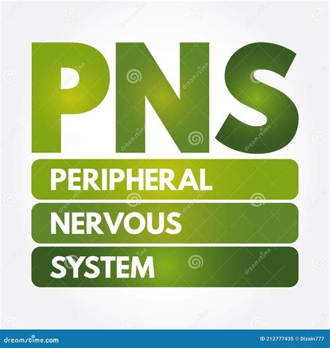 Peripheral Nervous System Medical Vector Illustration Diagram With