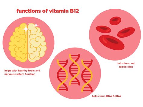 Vitamin B12 Functions And Food Sources Arizona Milk Producers