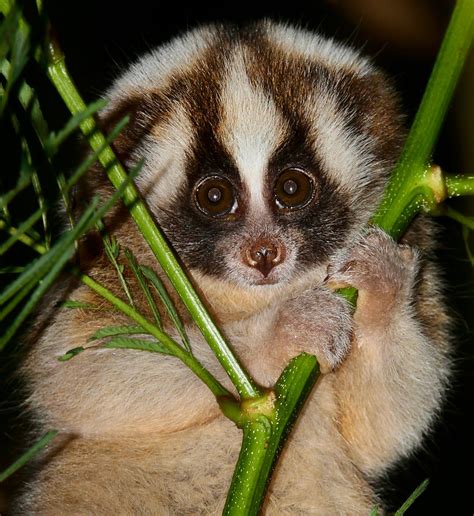 Slow Lorises Are Nocturnal Which Is Why They Have Such Ridiculously