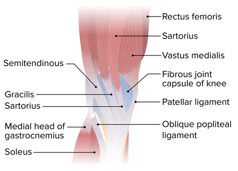 Anatomy Of The Knee Joint