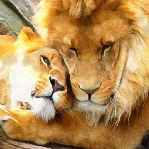 Animals Images Animals And Pets Cute Animals Lions Hugging