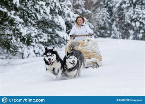 A Girl Rides A Sleigh Pulled By A Siberian Husky Husky Sled Dogs Are