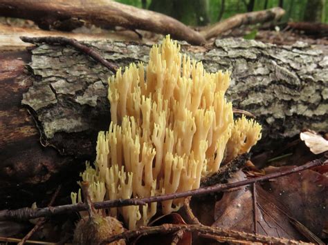 Strict Branch Coral Fungus Rechte Koraalzwam Ramaria Str Flickr