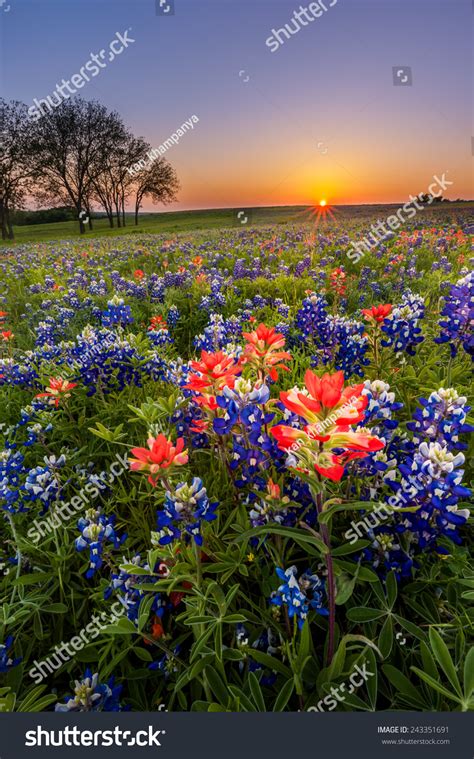 Texas Wildflower Bluebonnet Indian Paintbrush Field Stock Photo