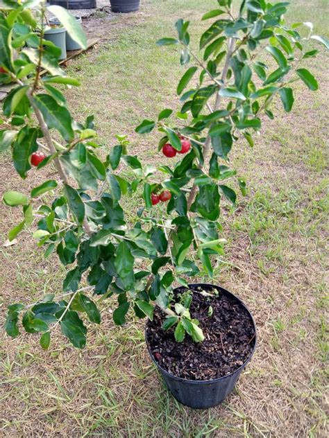 Barbados Cherry Acerola Cherry For Sale In Lithia Fl Offerup