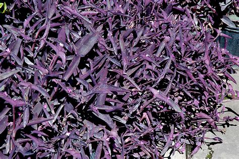 Purple Queen Setcreasea Pallida Purple Queen In Columbia Spring