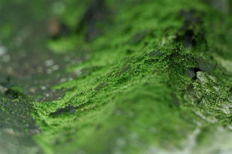 2560x1440 Wallpaper Green Moss Peakpx