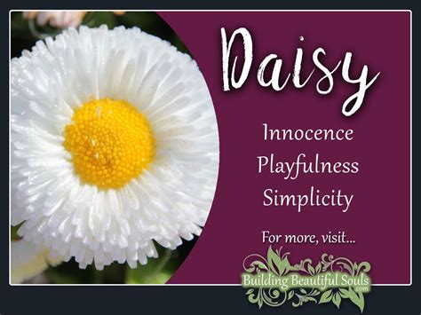 Daisy Meaning Symbolism Flower Meanings Symboiism Flower